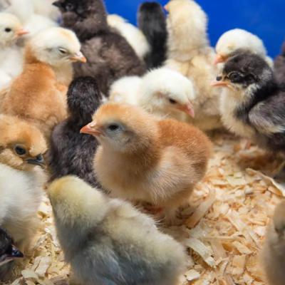 Chicks Silver Laced Wyndottes Pullets