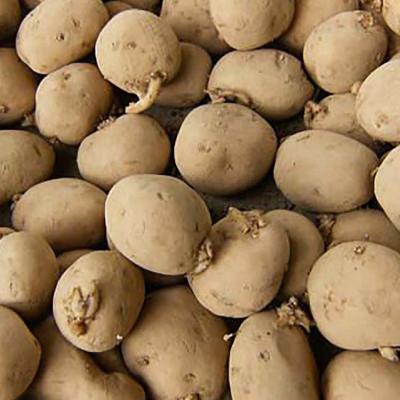 Seed Potatoes Superior 50 lb.